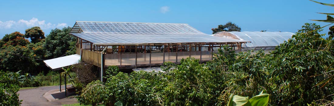 Kona Premium Coffee farm