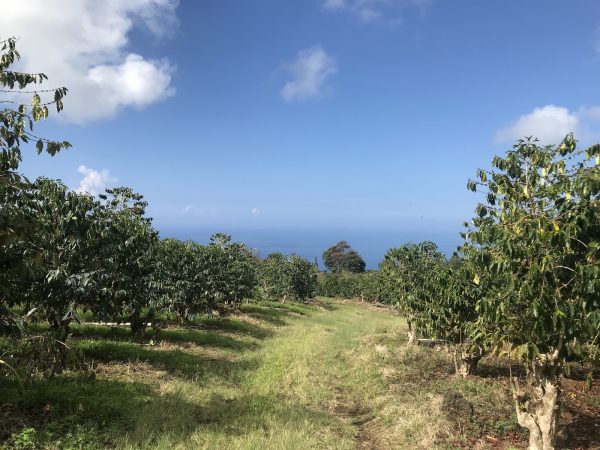 Kona Coffee Belt Estate