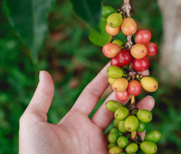 coffee cherry on branch copy